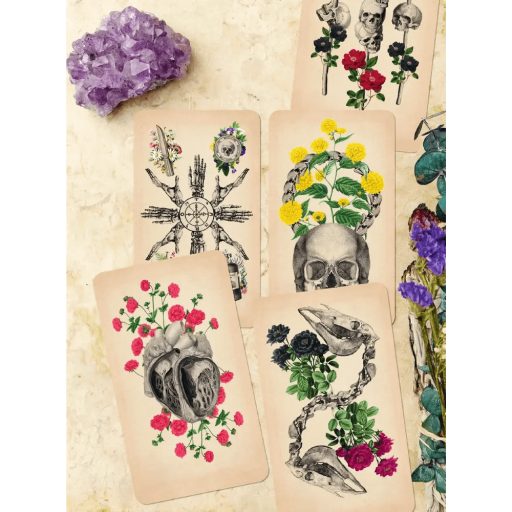 antik anatómia tarot pakli és útmutató könyv